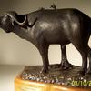Cape buffalo bull  $2,250.00