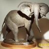Elephant bull with silver tusks
$5,400.00