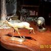 Impalla buck running from lion
Lion and impalla $$2,250.00.  The lion or the impalla may be ordered seperately.